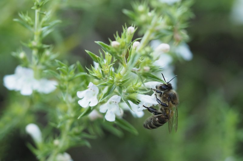 ABEILLE sur fleur de sarriette. Jardin. JOËL LIEGARD